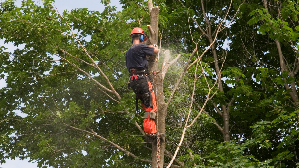Tree Removal